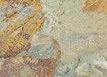 Paleocene Fossil Leaf (Davidia) - Montana #68277-3